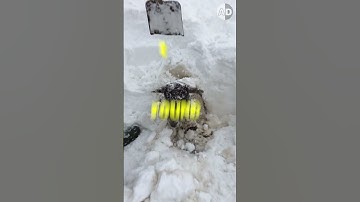 Do Animals Really Freeze in Motion? The Truth Explained!