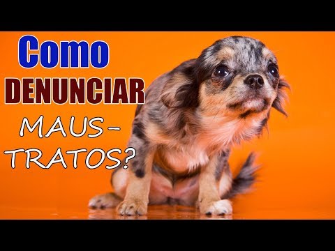 Vídeo: Posso denunciar a crueldade animal anonimamente?