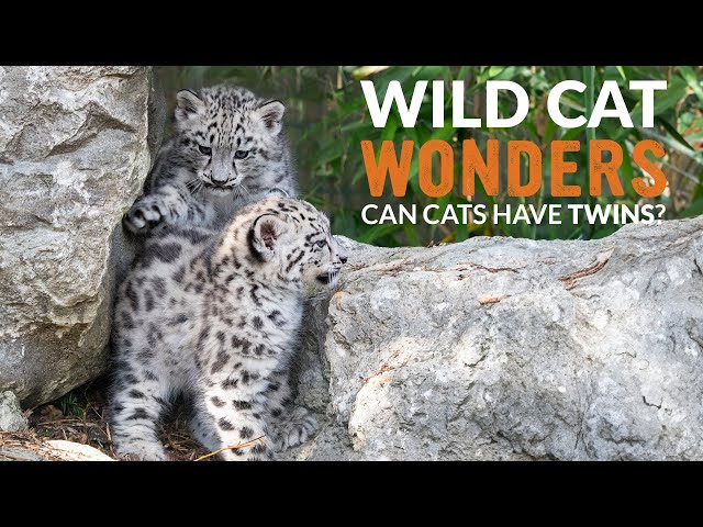 Snow Leopard Cub HEALTH CHECK!