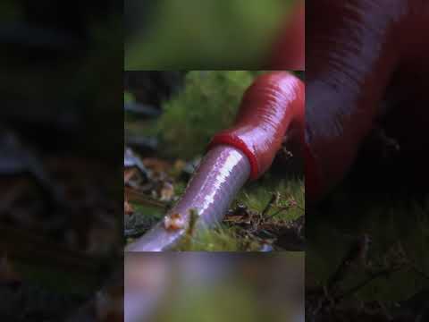 Видео: Где найти бородатых червей?