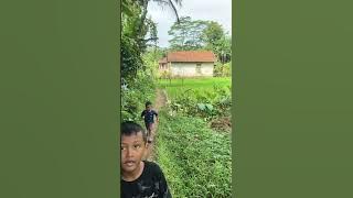 Bocil maen di sawah #dailyvlog #pejuangrupiah #shorts