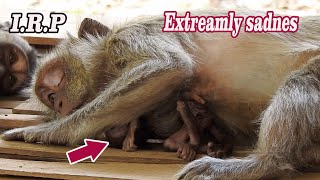 R.I.P Monkey 2020..!! Poor mom Vegas extremely  sad, Vegas so sorry That can&#39;t save Her baby&#39;s life