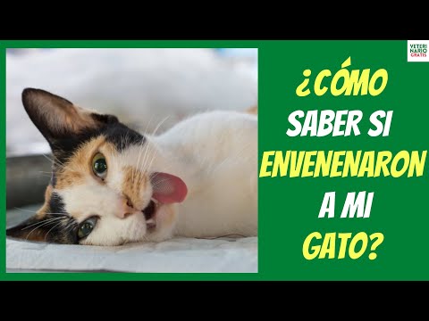Video: Intoxicación Por Anfetaminas En Gatos »Wiki Ùtil Veneno Para Gatos - Signos De Envenenamiento En Gatos