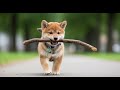 Shiba Inu Dog Loyal, Brave, and Beautiful.