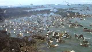 Blue Foot Booby Feeding Part 2