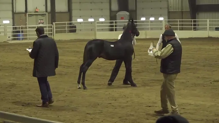 2025 Breeders Cup Weanling Futurity | AuctionPro