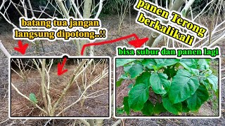 cara peremajaan terong agar bisa kembali subur dan panen lagi
