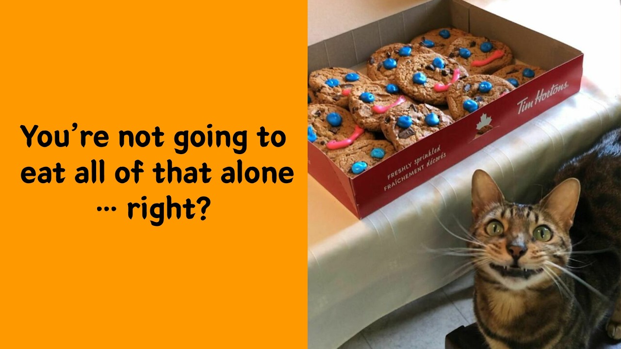 50 Gorgeous Bengal Cats Showing Off Their Wild Charm