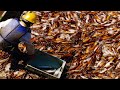 Amazing Automatic Giant Squid Fishing On the Modern Boat - Cutting And Processing Squid In The Sea