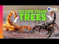 How scorpions became earths ultimate survivors