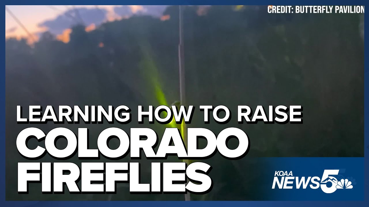 Researchers at the Butterfly Pavilion learning how to raise Colorado fireflies