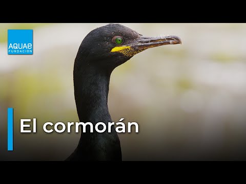 Video: ¿Los cormoranes de doble cresta comen pescado?