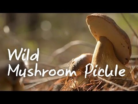 Video: How To Pickle Wild Mushrooms