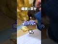 親犬ココアが映る最後の動画 #shorts