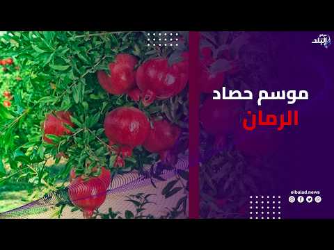 الذهب الأحمر يغزو الأسواق العالمية .. محافظ أسيوط يشهد إنطلاق موسم حصاد محصول الرمان