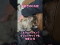 癒しの猫CAFE　ツンデレノルウェーの妖精