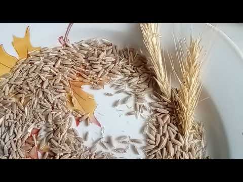 Как смолоть зерно в домашних условиях