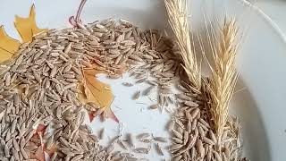 Как сделать муку из зерна в домашних условиях