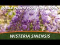 La glycine de chine ou wisteria sinensis  quelle plante pour mon jardin 