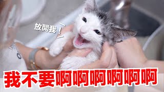 【好味小姐】我不要啊啊啊啊啊！｜好味貓日常EP133