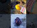 Fun Toys | Sea Animal Names for Kids to Learn at the Rock Pool: Basking Shark Octopus Penguin