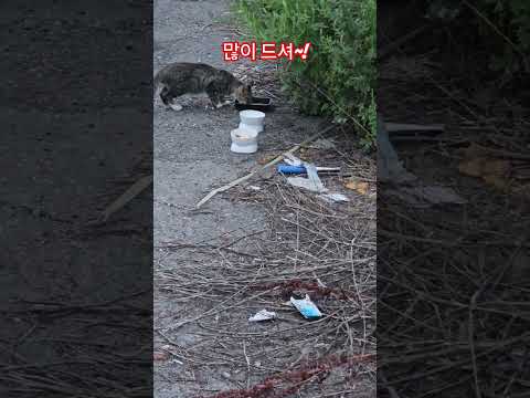우리 길냥이들 #복순이 #까망이 #부산강서구