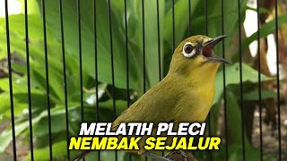Pleci Nembak Wit Wit Melatih Pleci Muda Cepat Nembak Gacor