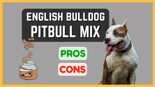 English Bulldog Pitbull Mix: Affectionate and Loyal! Pros & Cons!