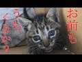 猫を段ボールに入れて捨てないで、母主が保護してくるから