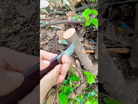 تطعيم الإجاص الكمثري على السفرجل Grafting Pear Onto Quince