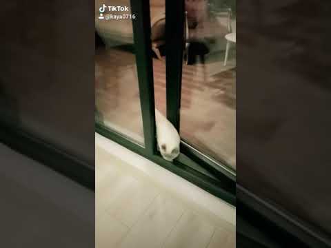 Açın Kapıyı . TikTok