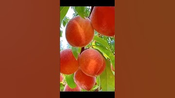 "Pesona Kebun Apel Keindahan, Ketenangan, dan Kesegaran Alam"#shorts