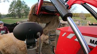 Feeding Hay with the Massey 4707