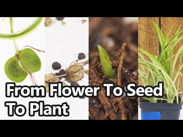 Spider Plant Germination - Tips On Growing Spider Plants From Seed