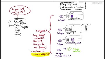 11-2 Self & Non-self; Antigens (Cambridge AS A Level Biology, 9700)