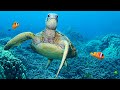 Turtle paradise 2  a nature relaxation underwater ambient 8k film ft relax moods music  2 hours