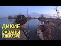 Вот это РЫБАЛКА в декабре! Рыбалка на сазана зимой! ЗИМНЯЯ РЫБАЛКА 2021-2022!