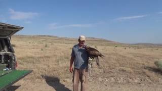 Golden Eagle Training with Master Falconers Joe & Cordi Atkinson