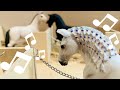 Good for you, Schleich horse music video