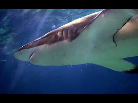 クロヘリメジロザメ Copper Shark Bronze Whaler Carcharhinus Brachyurus Youtube