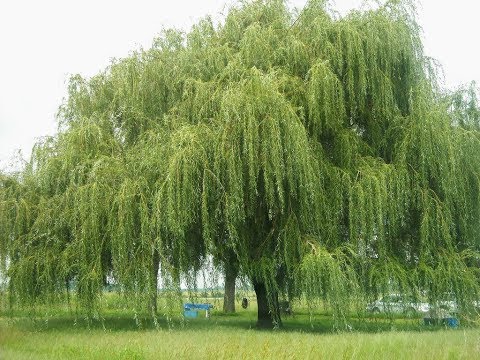 Video: Dekorativní Vrba (44 Fotografií): Odrůdy Poddimenzované Pro Zahradu A Malé Druhy, Odrůdy Pro Moskevskou Oblast A Další Regiony, Jejich Popis. Jak Množit Vrbu?