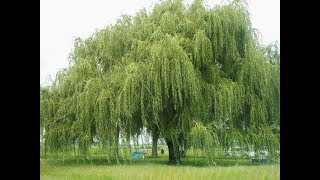 Weeping willow tree | Salix babylonica | Why i use this tree in my pond
