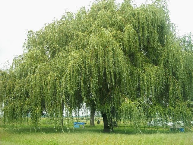 Weeping willow tree, Salix babylonica