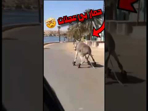حمار بعجلات وما حدث بعدها كان صادما  ترفيه شورتس مقاطع مضحكة حيوانات فيديوهات قصيرة غرائب
