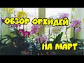 ОРХИДЕИ 115 | ОБЗОР ОРХИДЕЙ НА МАРТ месяц 2021г |