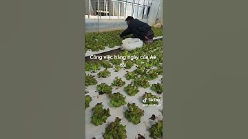 Công việc hàng ngày của anh em tôi