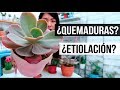 EXCESO O FALTA DE SOL EN CACTUS Y SUCULENTAS-MILICIENTA