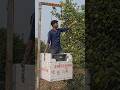 Farmer's DIY Thermocol Lift for Lemon Harvesting! 🍋🚜