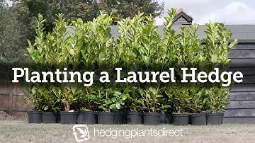How to plant a Laurel Hedge