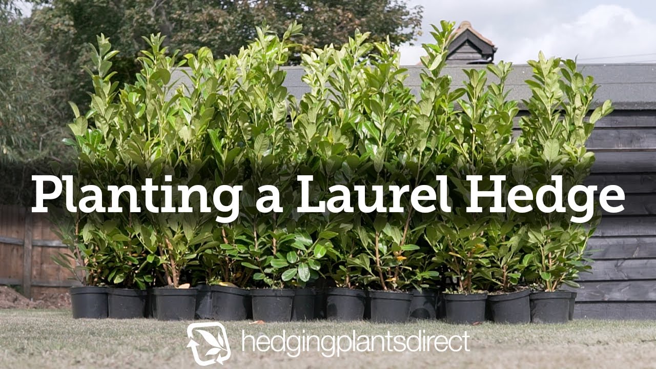 How To Plant A Laurel Hedge | Hedging Plants Direct